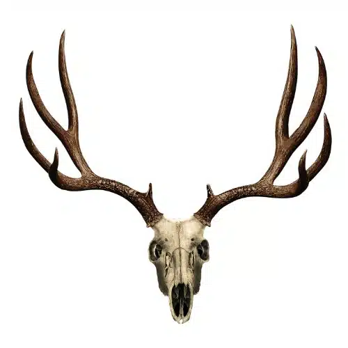 Mossy Oak Graphics Animal Decal, Easy to Install, No fade, Cast Vinyl, Brown Mule Deer S MD
